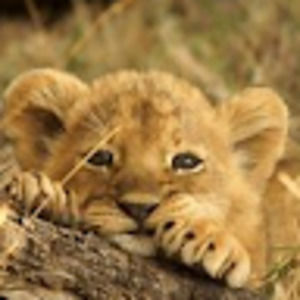 Meet your Posher, Anne